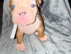 puppy