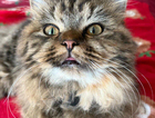 Missing Kitten 10 months old