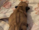 Puppy
