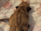puppy