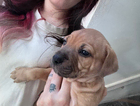 puppy