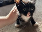 kitten