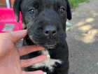 Puppy