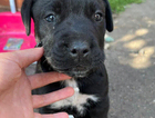 puppy