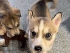 Puppy