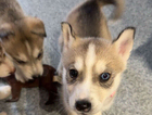 puppy