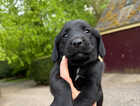 Puppy