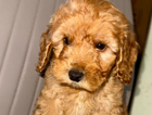 puppy
