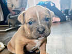 Puppy