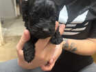 Puppy