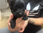 puppy