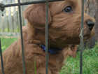 Puppy