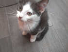 Kitten