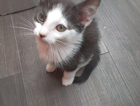kitten