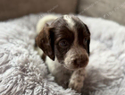 puppy