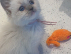 kitten
