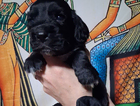 puppy
