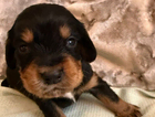 black and tan
