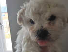Puppy