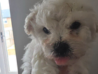 puppy