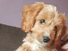 puppy