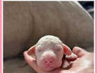 Puppy