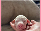 puppy