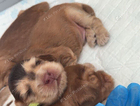 puppy