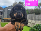 puppy