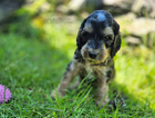 pepper