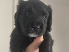 puppy