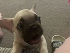 puppy