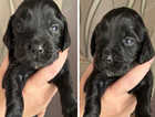 puppy