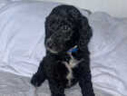 Puppy