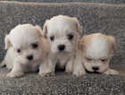 Puppy