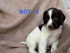 puppy