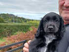 Puppy