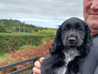 puppy