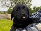 puppy