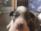 puppy