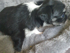 puppy