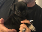 puppy