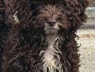 Puppy