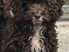 puppy