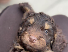 puppy