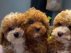 puppy