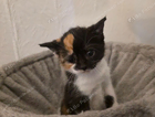 kitten