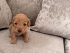 puppy