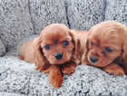 Puppy