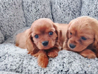puppy